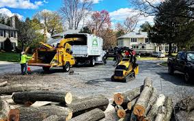 Trusted Burlingame, CA Tree Care Experts
