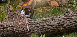 Best Storm Damage Tree Cleanup  in Burlingame, CA