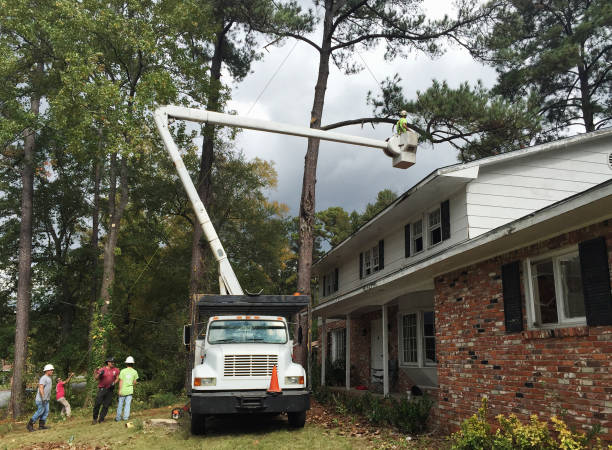 Best Storm Damage Tree Cleanup  in Burlingame, CA
