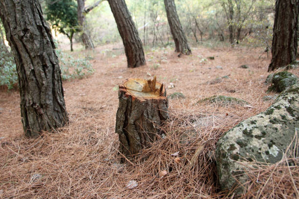 Best Lot and Land Clearing  in Burlingame, CA
