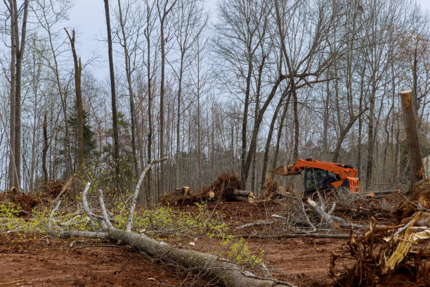 Best Tree Removal  in Burlingame, CA