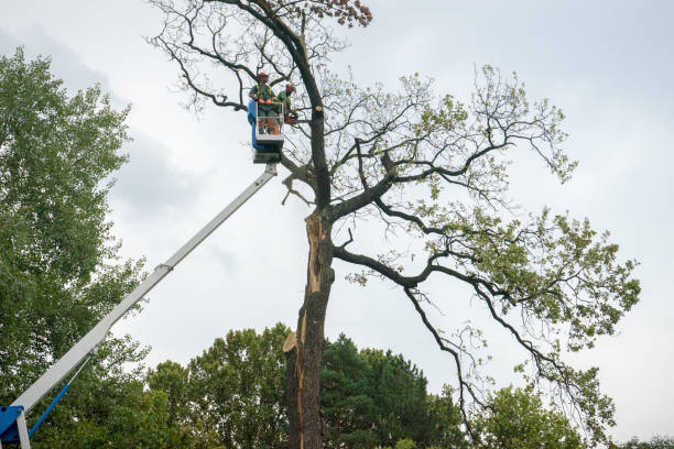 Best Tree Risk Assessment  in Burlingame, CA