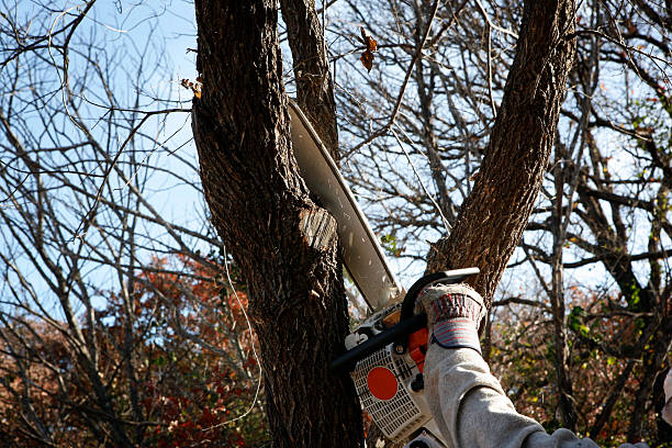 Best Tree Trimming and Pruning  in Burlingame, CA