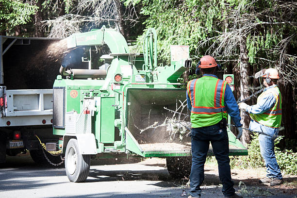 Best Fruit Tree Pruning  in Burlingame, CA