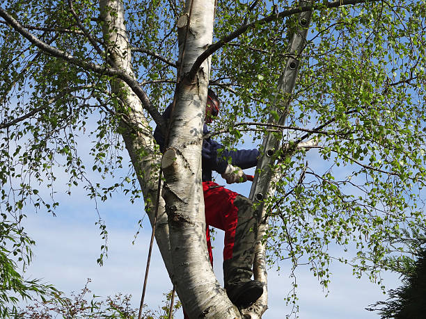 Tree and Shrub Care in Burlingame, CA