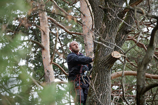 Best Tree Disease Treatment  in Burlingame, CA
