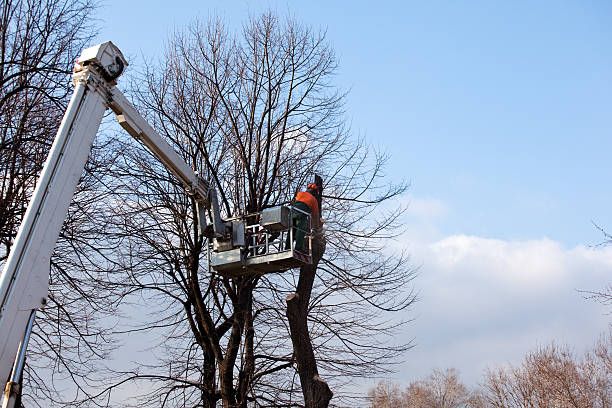 Best Utility Line Clearance  in Burlingame, CA