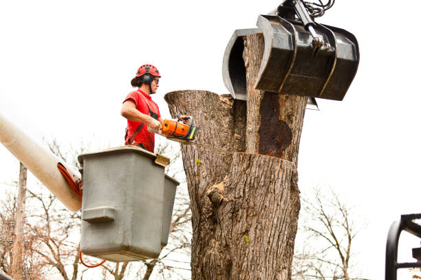 Best Tree Preservation Services  in Burlingame, CA