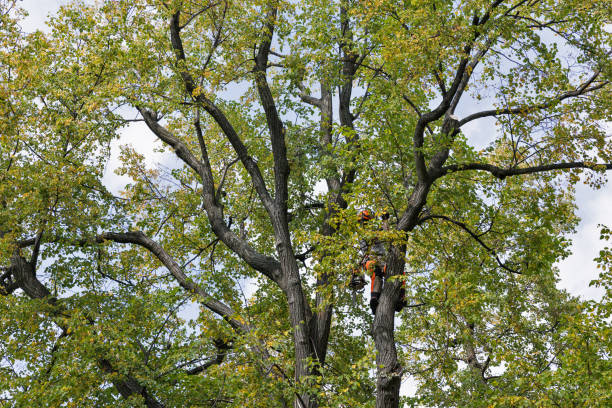 Best Tree Mulching  in Burlingame, CA